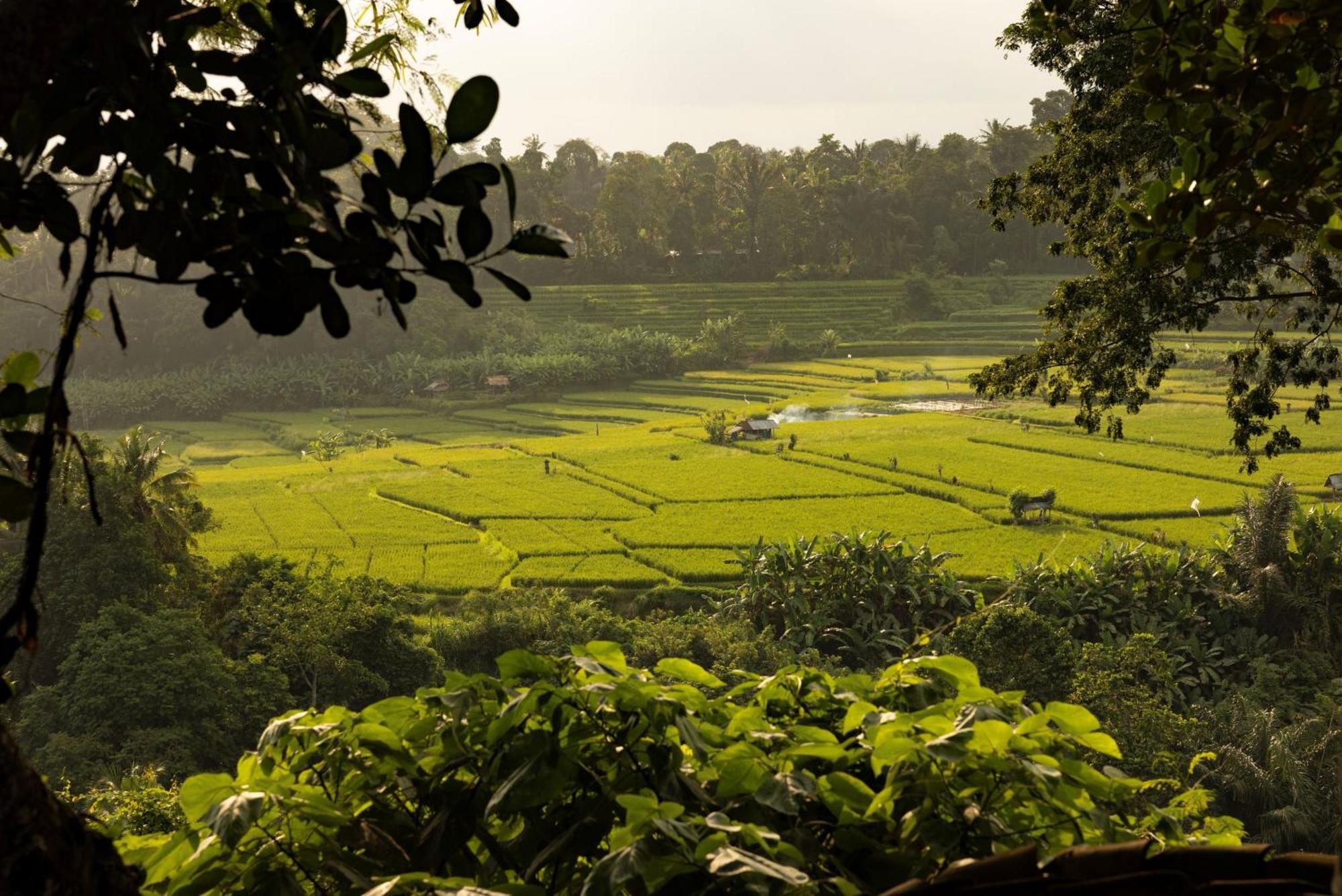 Bambu Indah Resort Убуд Экстерьер фото